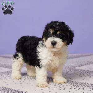 Chase, Miniature Poodle Puppy